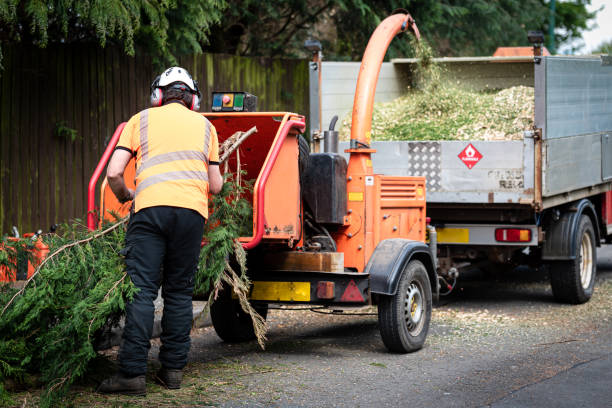 Professional Tree Services in West University Place, TX