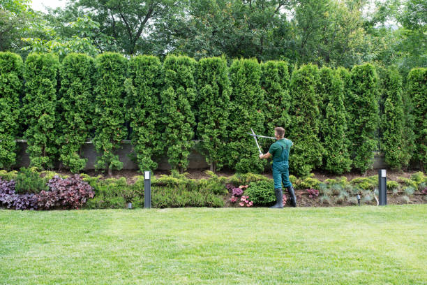 Lawn Watering Services in West University Place, TX