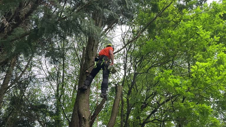How Our Tree Care Process Works  in  West University Place, TX