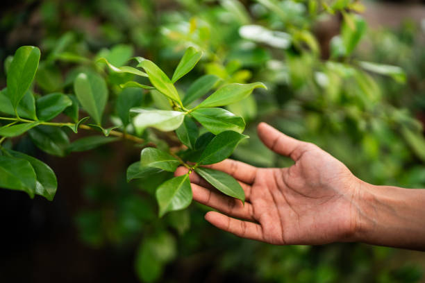 How Our Tree Care Process Works  in  West University Place, TX